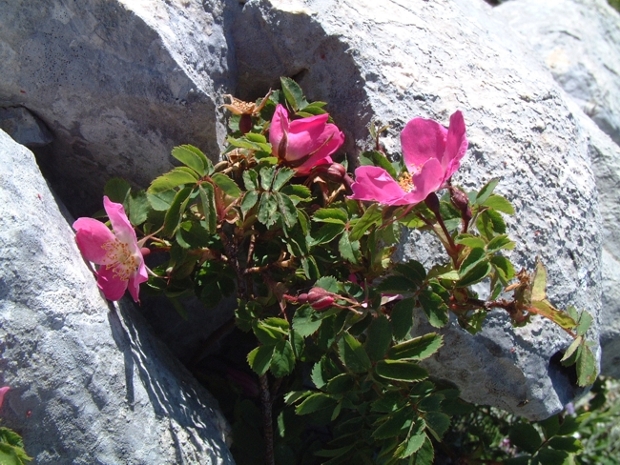 Rosa pendulina